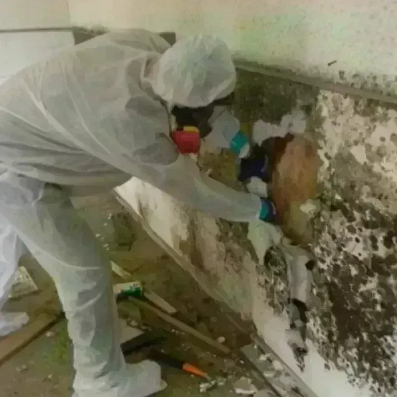 Best Mold Remediation and Removal Service in North Hero, VT